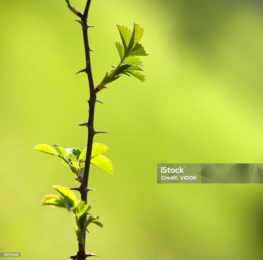 Primo piano verde ramo. (bassa profondità di campo - Foto stock royalty-free di Albero