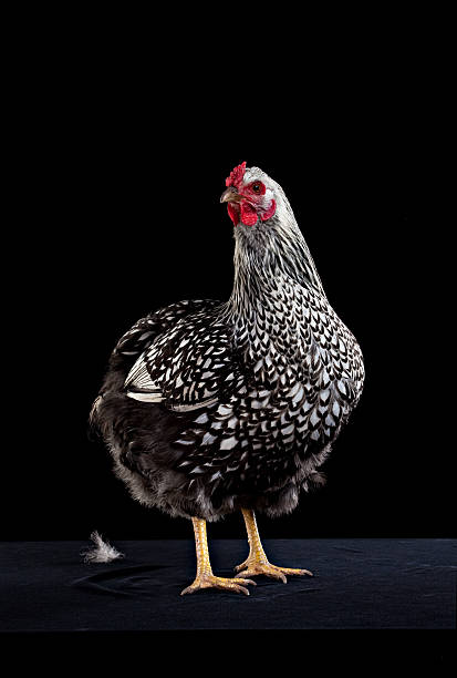 Silver Laced Wyndotte hen front view on a black background.