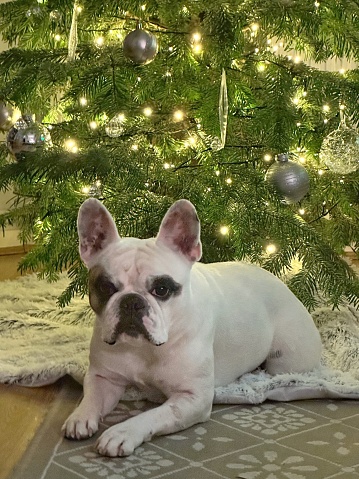 French Bulldog dog sitting in front of Christmas tree