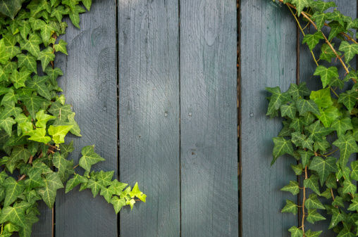 Weathered wood fence background is framed with fresh green ivy in dappled sunlight