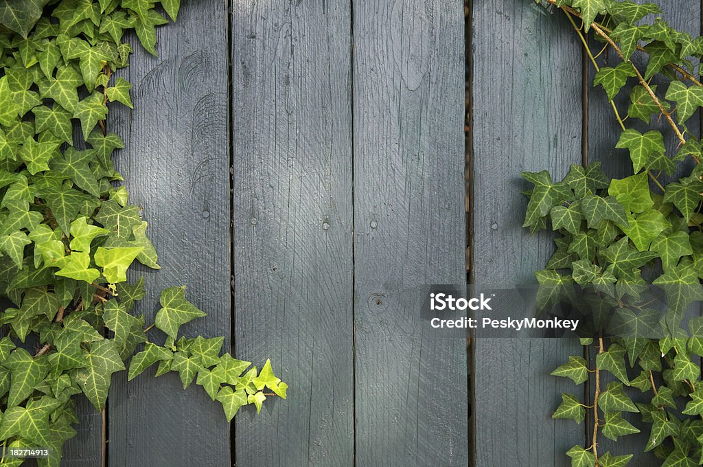 Weathered Wood Background Framed with Green Ivy Weathered wood fence background is framed with fresh green ivy in dappled sunlight Ivy Stock Photo