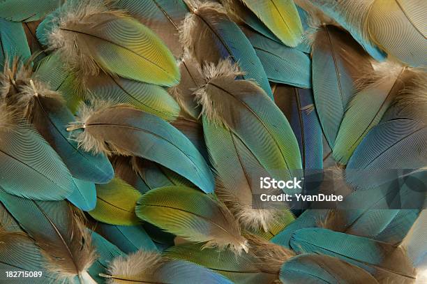 Photo libre de droit de Oiseau En Plumes banque d'images et plus d'images libres de droit de Couleur et motif du pelage - Couleur et motif du pelage, Couleur verte, Douceur