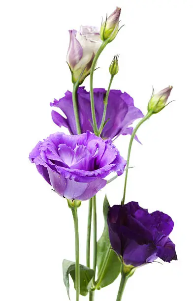 Beautiful purple roses on white background