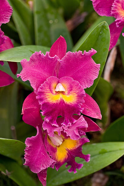 pink cattleya orchids two pink cattleya orchids cattleya magenta orchid tropical climate stock pictures, royalty-free photos & images