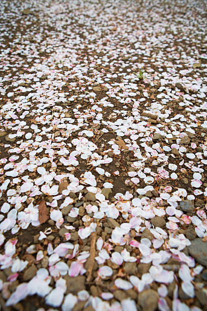 Cherry pétalas sobre o chão - foto de acervo