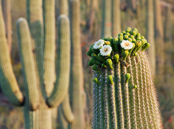 saguoaro fiore di cactus - flower desert single flower cactus foto e immagini stock