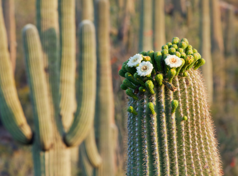 A blooming cactus with sharp spikes.