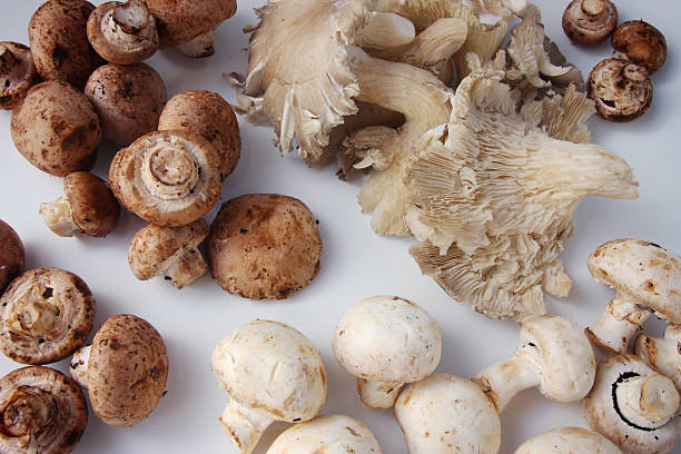 seleção de cogumelos orgânicos frescos - oyster mushroom edible mushroom fungus vegetable imagens e fotografias de stock