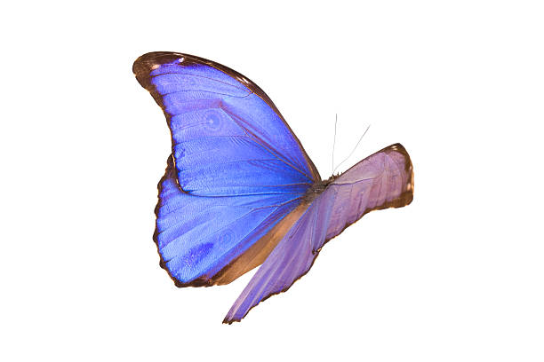 bright blue tropical morpho butterfly on a blurred multicolored background. summer concept.