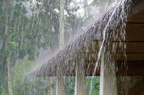 大雨 - water rainforest frond tropical climate ストックフォトと画像