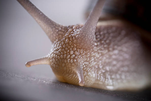 Snail stock photo