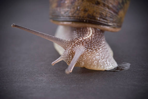 Snail stock photo