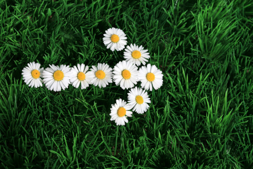 An arrow sign made of fresh daisies in the lawn. Space for text.