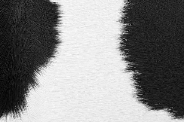 istock Close up of white and black dairy cow 182716587