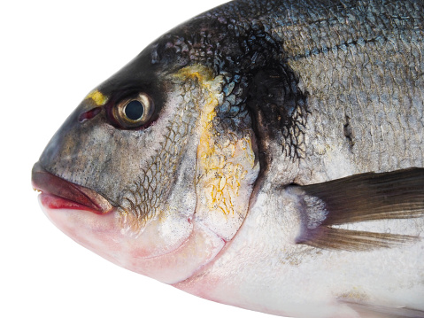 The gilt-head bream is a fish of the bream family Sparidae found in the Mediterranean Sea and the eastern coastal regions of the North Atlantic Ocean.