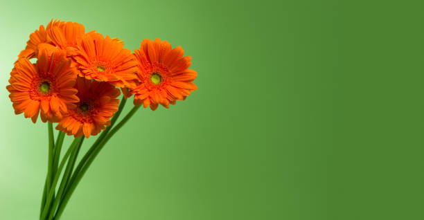 Gerbera flowers bouquet on green horizontal background