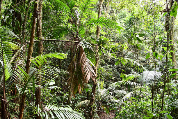 korzenie drzewa, zdjęcie jako tło ,zrobione w parku jeziora arenal volcano w kostaryce ameryka środkowa - costa rica rainforest central america arenal volcano zdjęcia i obrazy z banku zdjęć