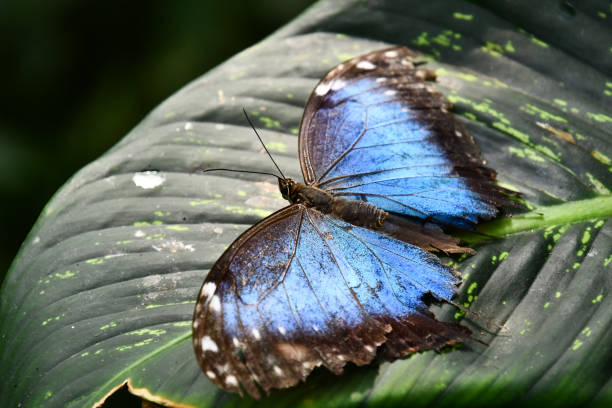 葉の上の蝶, コスタリカ中央アメリカのアレナル火山地域で, 蝶の背景 - butterfly monarch butterfly isolated flying ストックフォトと画像