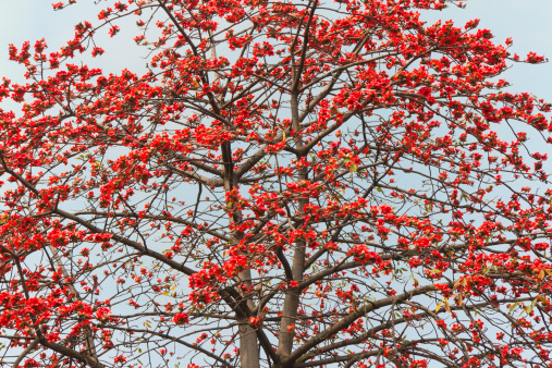 Cotton tree(Bombax ceiba) with only flowers in spring