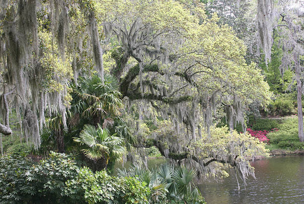 istock southern US landscape with spanish moss 182717021