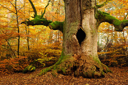 Moss Covered Ancient Hollow Oak Tree in Autumn Forest