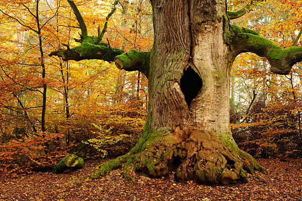 мох скрытой старинный полый дуб в осенний лес - hollows стоковые фото и изображения