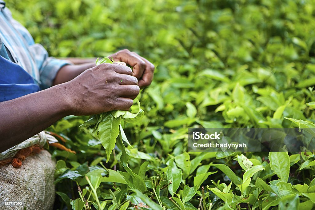 Kobieta zbiorach liście herbaty - Zbiór zdjęć royalty-free (Rolnictwo)