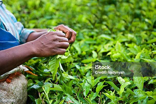 Kobieta Zbiorach Liście Herbaty - zdjęcia stockowe i więcej obrazów Rolnictwo - Rolnictwo, Rolnik, Azja