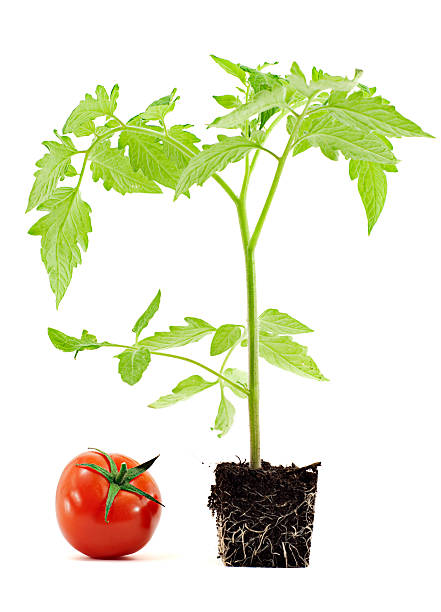 istock Tomato next to plant in soil pot shape to express growth 182717423
