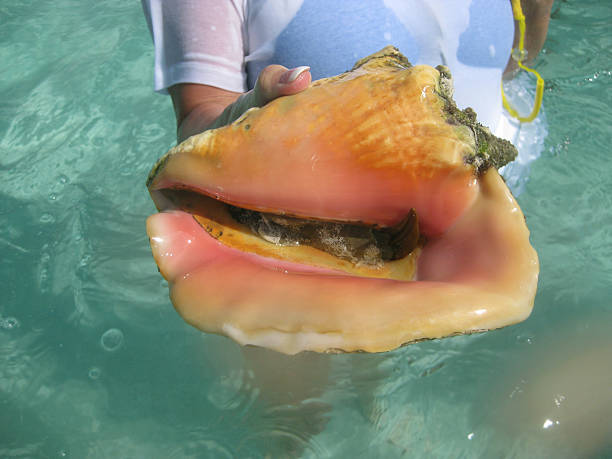 Queen conch shell with live meat. stock photo