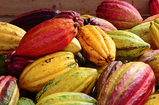 Harvested Cacao Pods stock photo