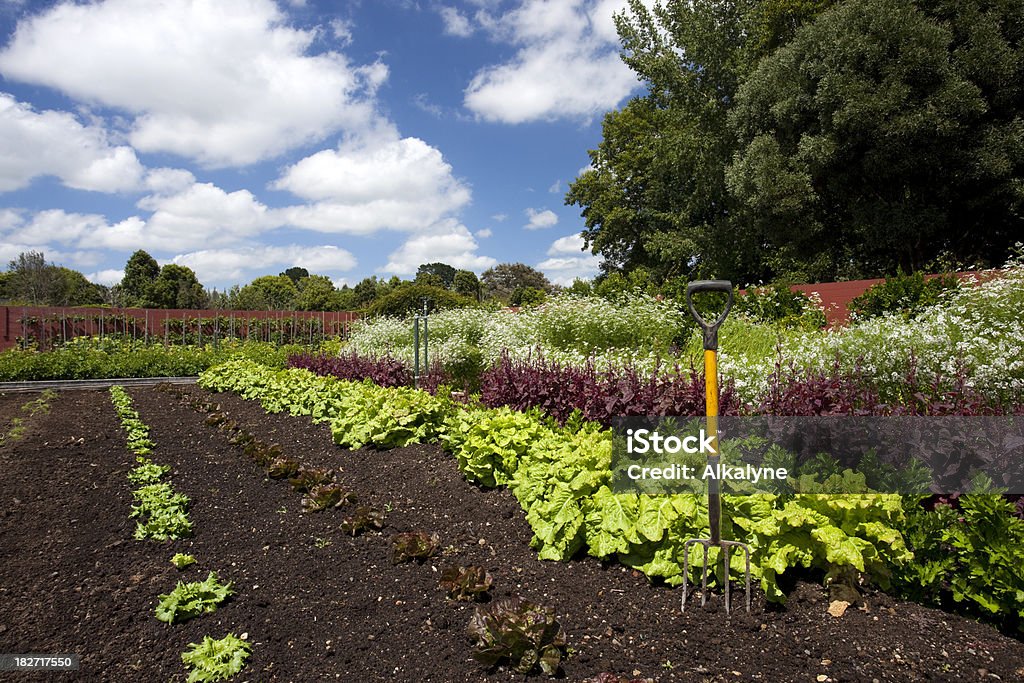 Jardín de vegetales - Foto de stock de Agricultura libre de derechos