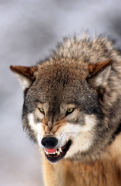 Wolf Snarl Close-up of gray wolf (timber wolf) snarling. MT. snarling photos stock pictures, royalty-free photos & images