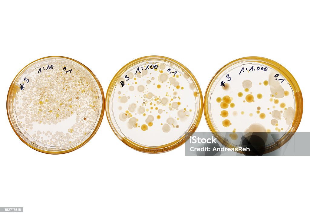 Diluição série de uma bactéria cultura em pratos de petri - Foto de stock de Bactéria royalty-free