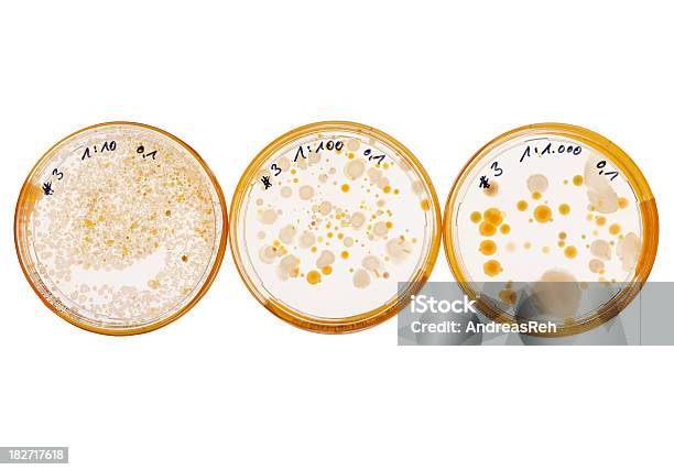 Foto de Diluição Série De Uma Bactéria Cultura Em Pratos De Petri e mais fotos de stock de Bactéria