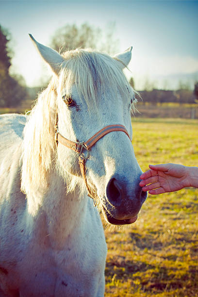 istock Beautiful white horse 182717762