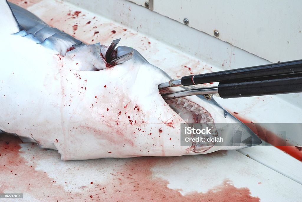 shark mako shark just caught with gaff in it's mouth. Shark Stock Photo