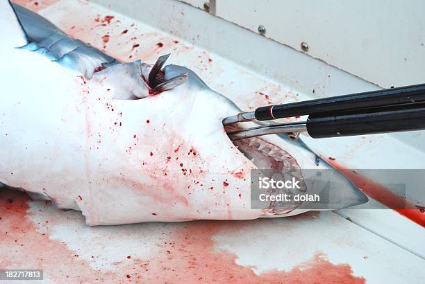 Shark Stock Photo - Download Image Now - Shark, Fishing, Activity