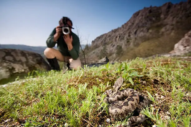 Wildlife photographer in action. He is photographing a dangerous horned viper and using macro ring flash on his camera. The snake which he photographing is the most venomous snake in Europe. Focus on the snake. Some photos from same series: