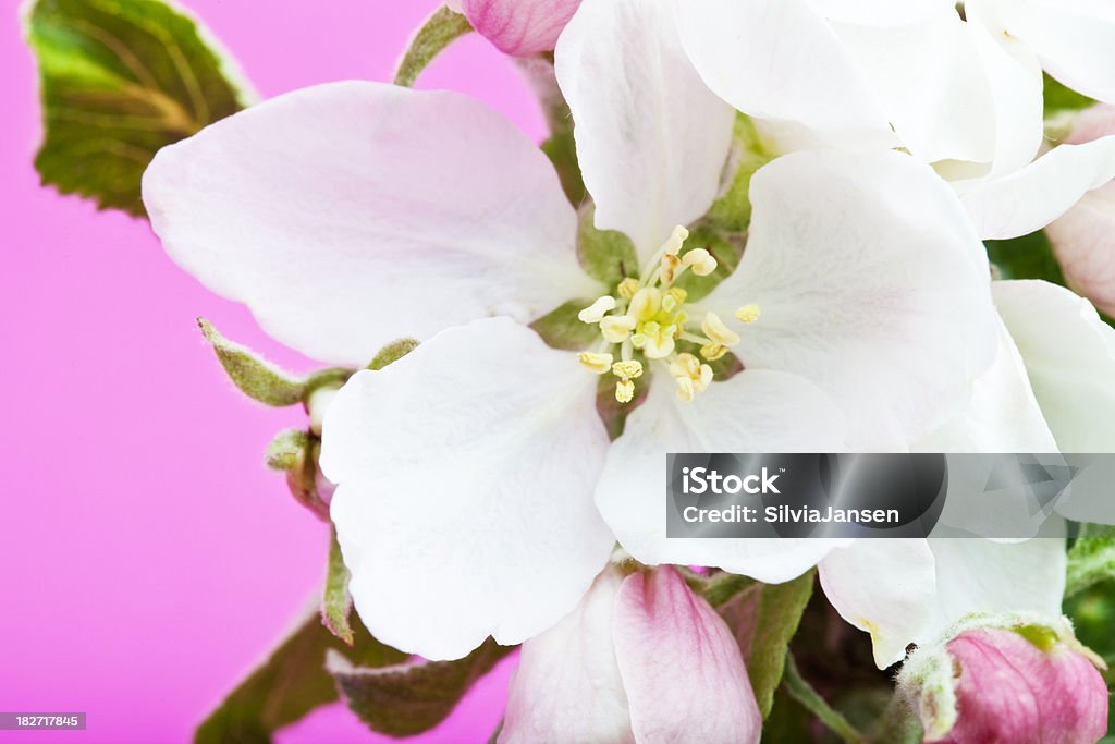 apple blosoom auf pink - Lizenzfrei Apfelbaum-Blüte Stock-Foto