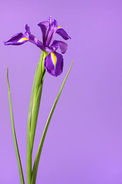 istock Single stem purple and yellow Iris flower on lilac background 182717890