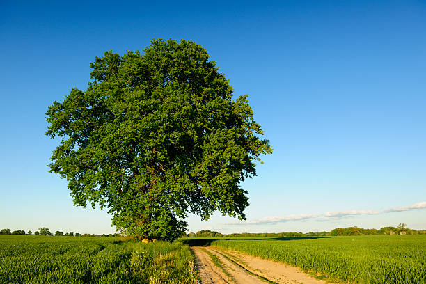 istock Spring Landscape with Mighty Oak Tree on Dusty Farm Road 182718114