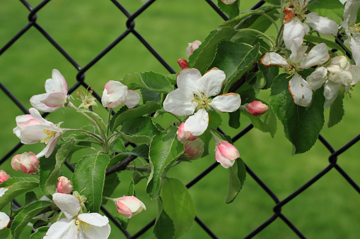 Flowers of the apple tree (Malus domestica) growing as an espalier on a black chain link fence with green grass in the background.