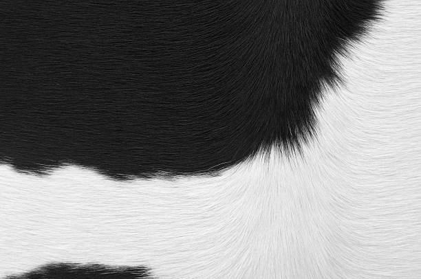 クローズアップホワイトとブラックの乳製品牛 - fur cow cattle textur ストックフォトと画像