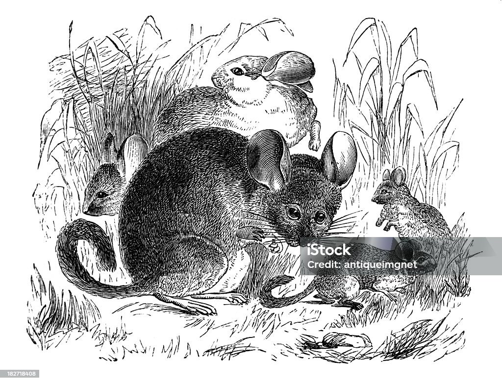 19th century engraving of a chinchilla 19th century engraving of a chinchilla, photographed from a book titled the 'National Encyclopedia', published in London in 1881.  Copyright has expired on this artwork. Digitally restored. Chinchilla - Rodent stock illustration