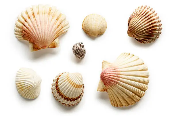 A little set of sea souvenirs aa isolated on white with soft shadow + clipping path