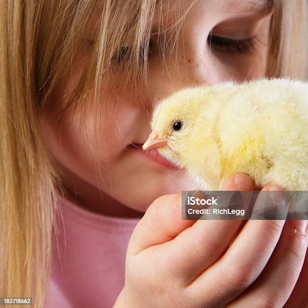 Foto de Menina Segurando Um Bebê Chick e mais fotos de stock de Criança - Criança, 4-5 Anos, Animal