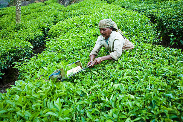 istock Woman harvesting tea leaves 182718729