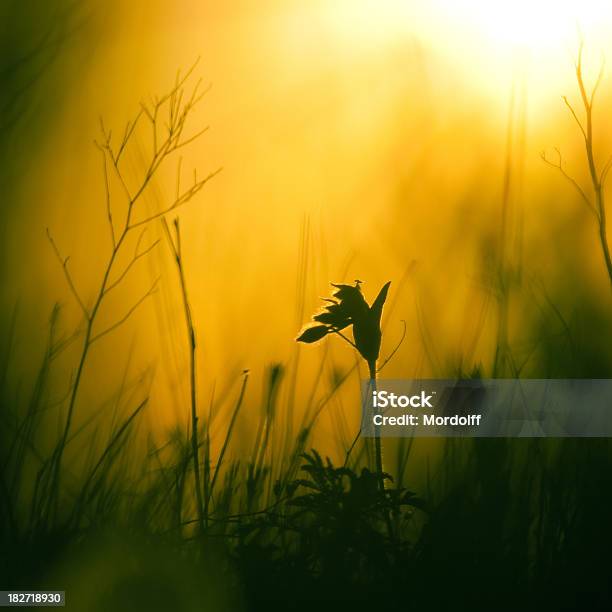 Photo libre de droit de Meadow Fleurs Sauvages Au Lever Du Soleil banque d'images et plus d'images libres de droit de Abstrait - Abstrait, Beauté de la nature, Carré - Composition