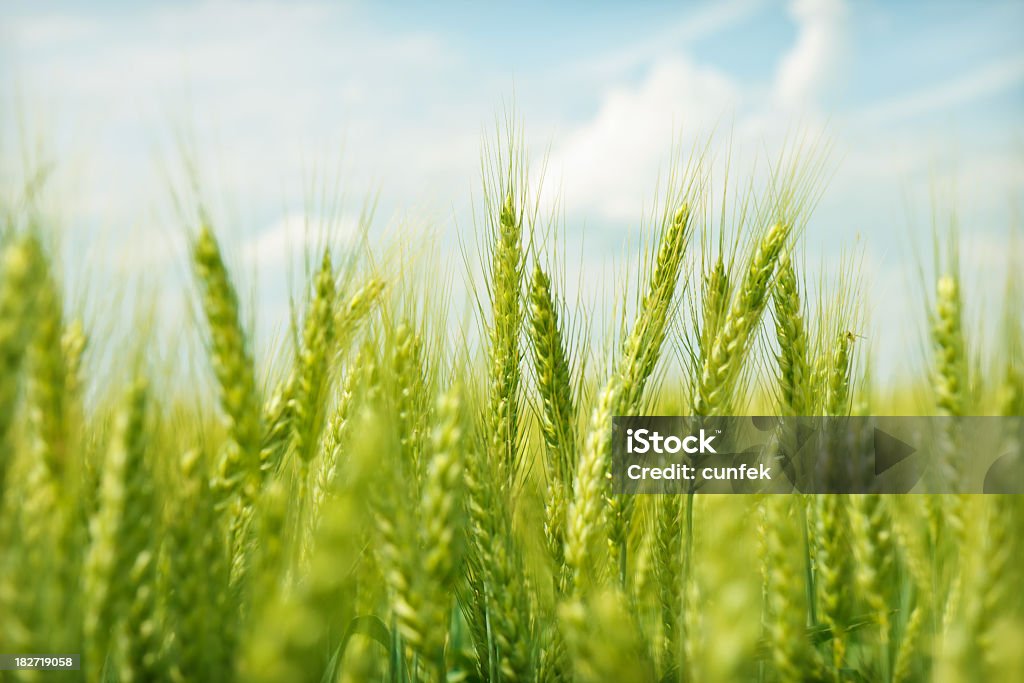 Der Sommer ist da - Lizenzfrei Weizen Stock-Foto